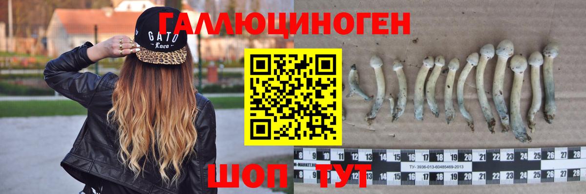 Псилоцибиновые грибы Cubensis  Вход с VPN  Александров 